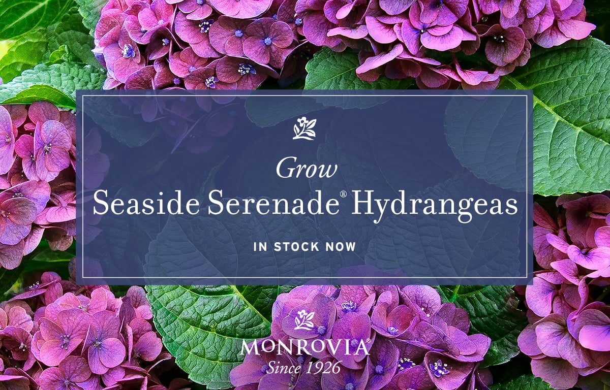 1200X628_Hydrangea_05 1200X628_Hydrangea_05