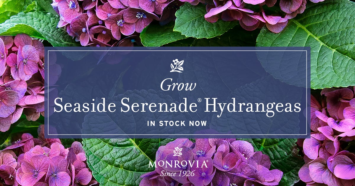 1200X628_Hydrangea_06-1 1200X628_Hydrangea_06-1