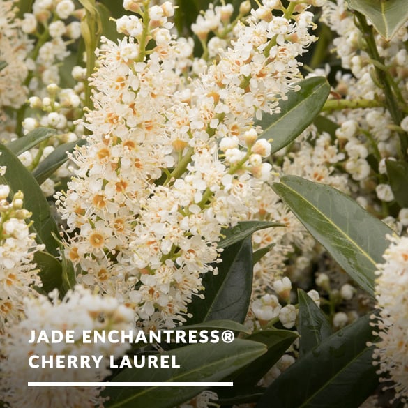 2025_03_Mar_cherrylaurel