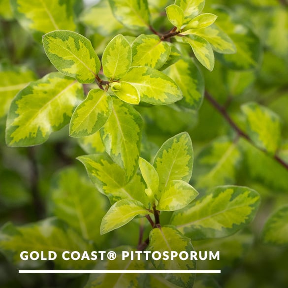 2025_03_Mar_goldcoastpitt