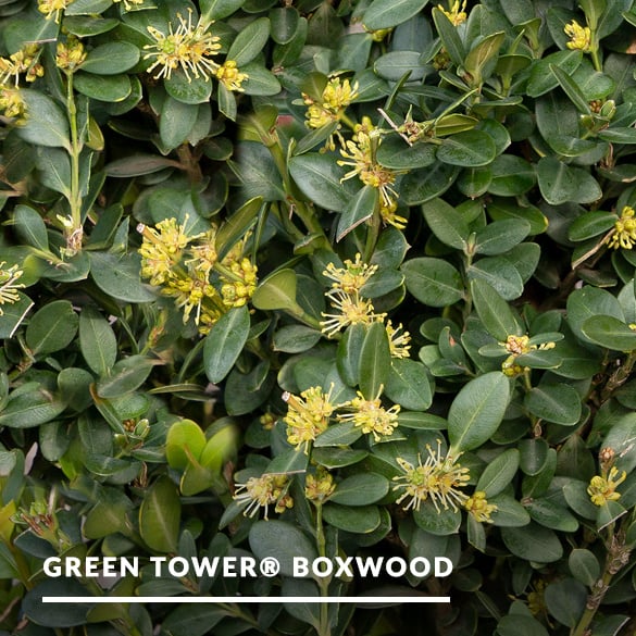 2025_03_Mar_greentowerboxwood