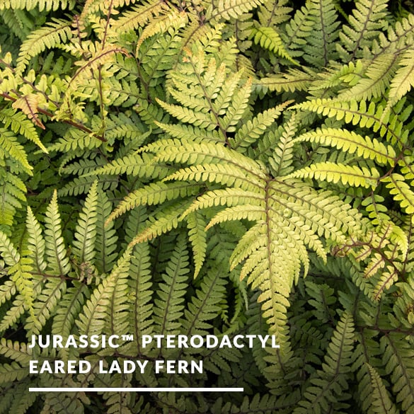 2025_03_Mar_pterodactalfern