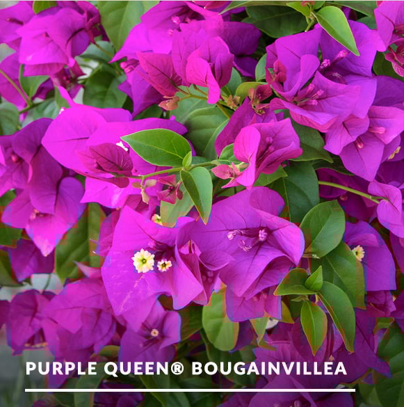 2025_03_Mar_purplequeen