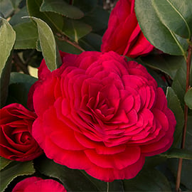270sq Nuccios red camellia copy