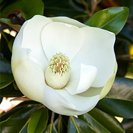 270sq little gem southern magnolia copy