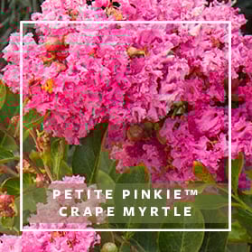 279x279_Craftsman_Petite Pinkie Crape Myrtle