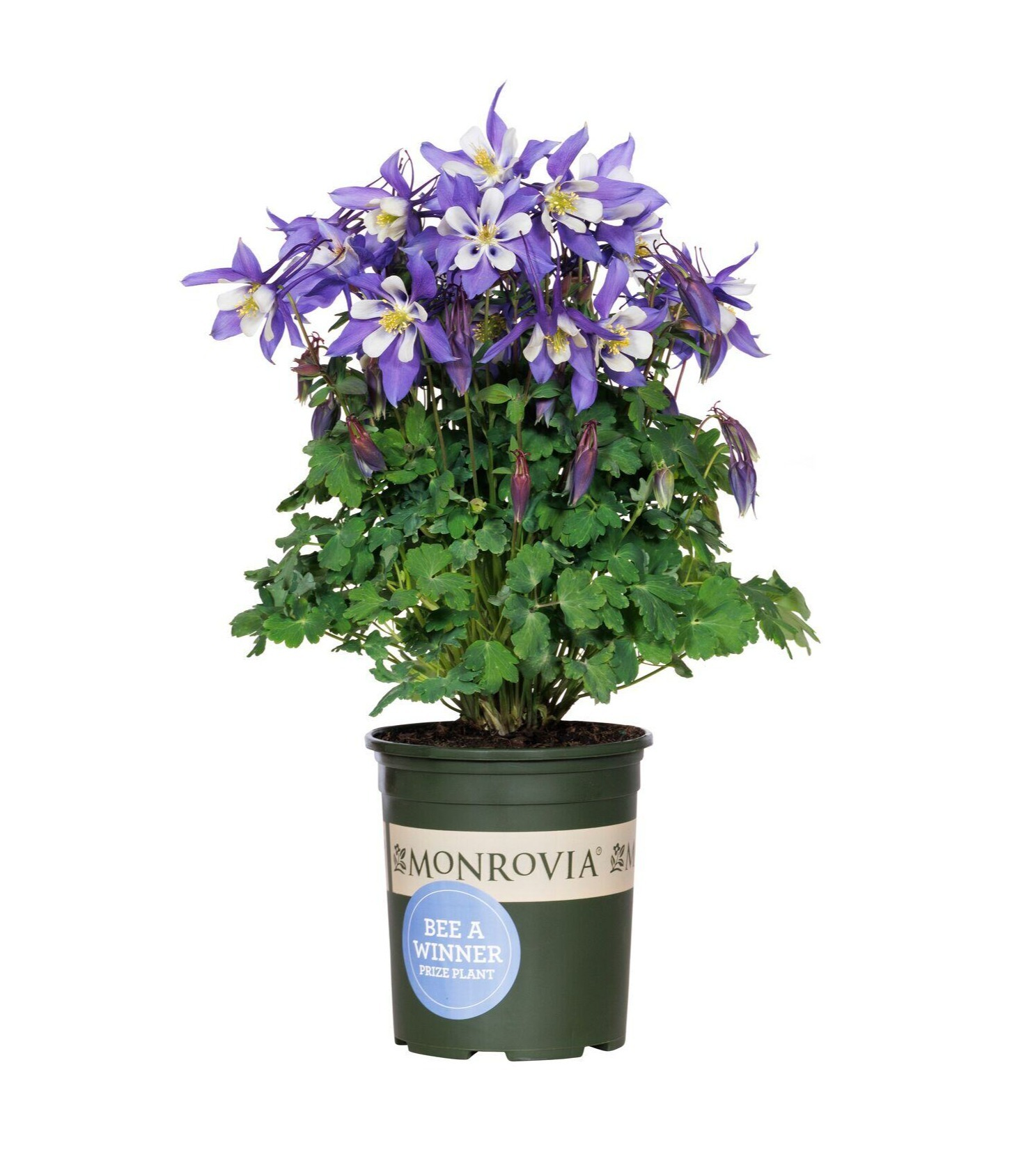 429821 Aquilegia caerulea Deep Blue && White - Bee a Winner_1703MNC