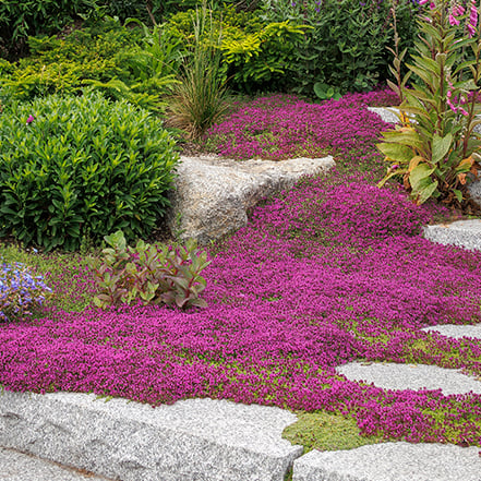 Red thyme covered stone steps