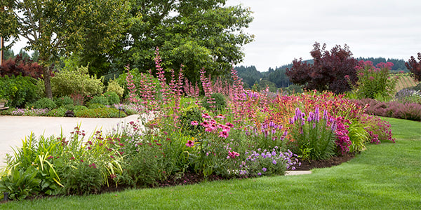 colorful pollinator garden border