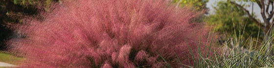 8487 Muhlenbergia Plumetastic Pink Irvine PPAF_282_560