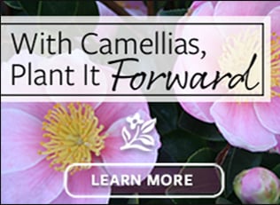 9-11_MON_286x205_NTT_Camellias