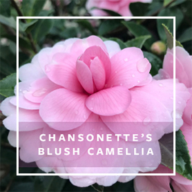 CHANSONETTE'S