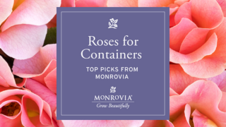 Container Roses FB-1