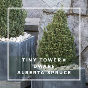 DWARF ALBERTA