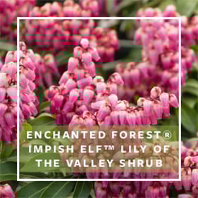 ENCHANTED FOREST