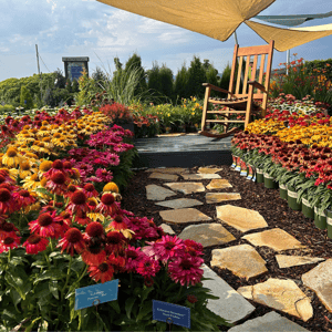 Echinacea-path-Expo