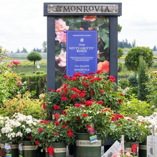 Expo-display-rose