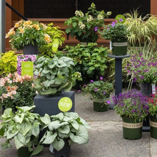 Expo-new plants
