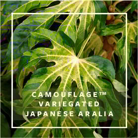 Camouflage Variegated Japanese Aralia