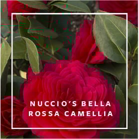 Nuccio's Bella Rossa Camellia