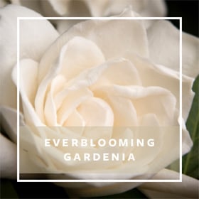 GARDENIA