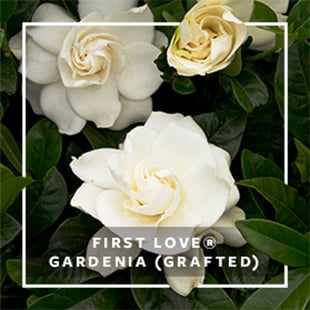 MON_279x279_CP_First Love Gardenia9-11
