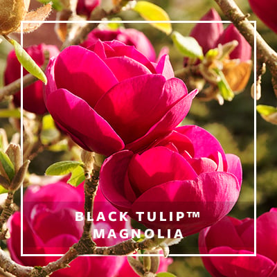 MON_400x400_CP_Black Tulip Magnolia