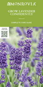 POP_Small A-frame_60137SAF_LavenderCare