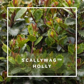 SCALLYWAG