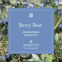 Social_Blueberries_2026-7_01_1080x1080