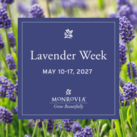 Social_Lavender_2026-7_01_1080x1080