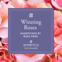 Social_WinningRoses_2026-7_01_1080x1080