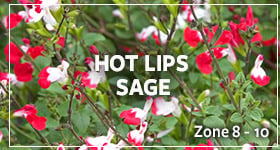 hot sage lips_warm