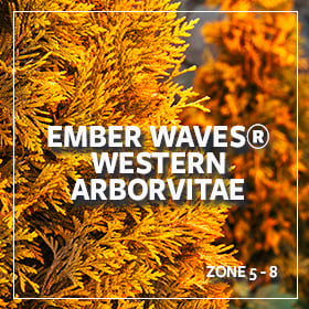 plants of the month_280_western aborvitae