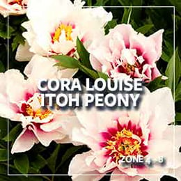 plants-of-the-month_260_cora-louiseitoh