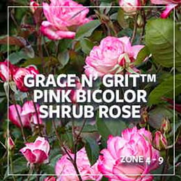 plants-of-the-month_280_gracengritbicolor-rose_260