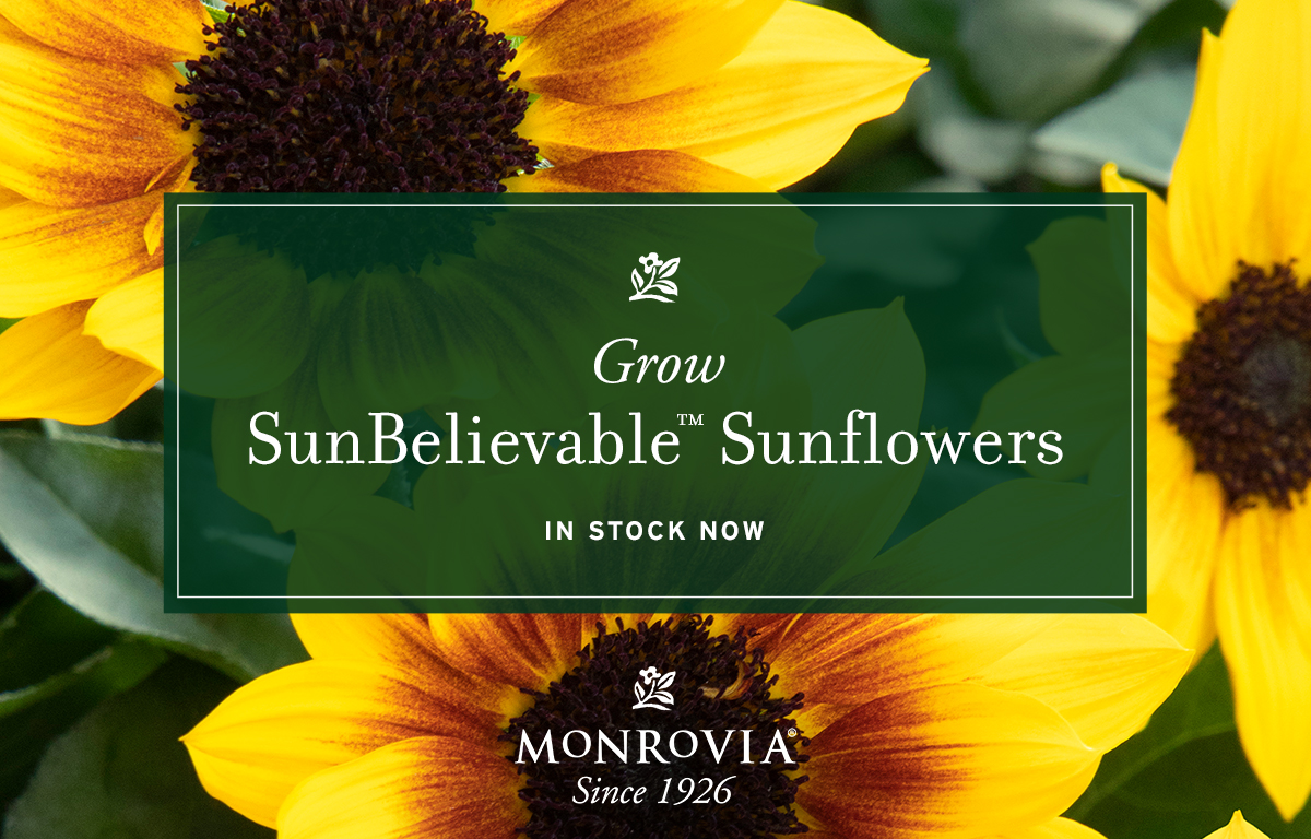 1200X628_Sunflower_05 1200X628_Sunflower_05