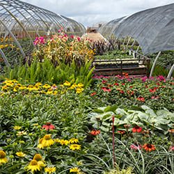 250sq Order load at Cairo nursery_2312
