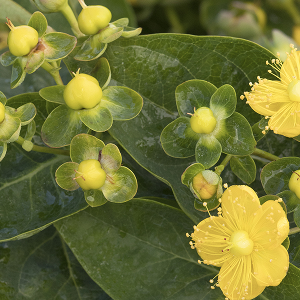 FloralBerry Chardonnay St. Johns Wort