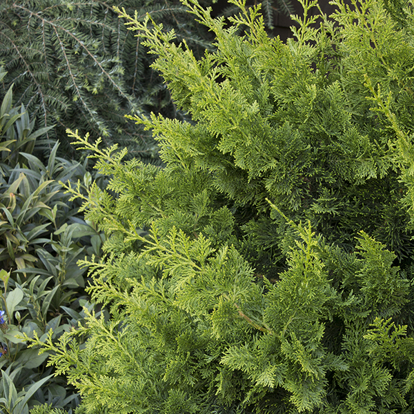 Jade Waves Fernspray False Cypress