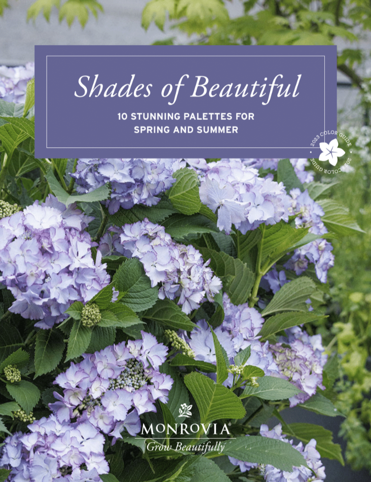 Shades of beautiful cover