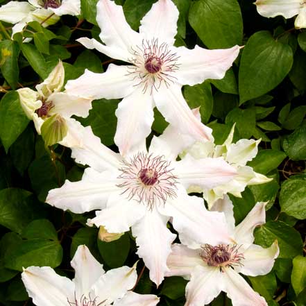 Vancouver™-Fragrant-Star-Clematis_441